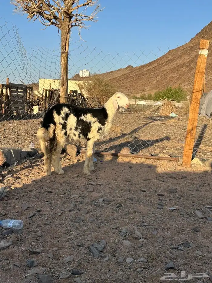 خرفان حريه وخرفان ونجد ورخال نجد جذعان يوجد سلخ وتوصيل 0