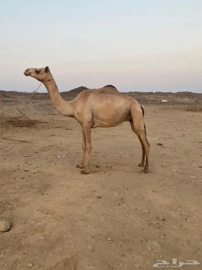 ناقه للبيع سلاله طيب 0