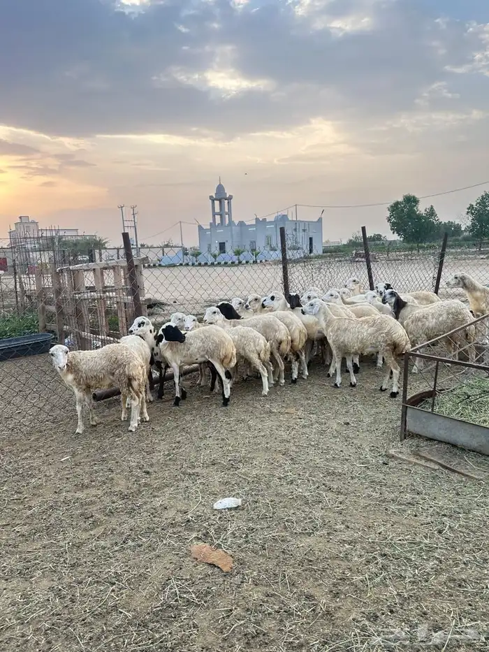 رخال رفيدي 1