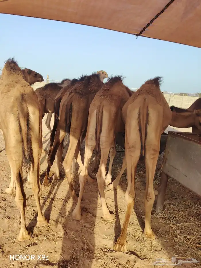 لأصحاب الملاحم والتجار حواشي للبيع نظيفه 1