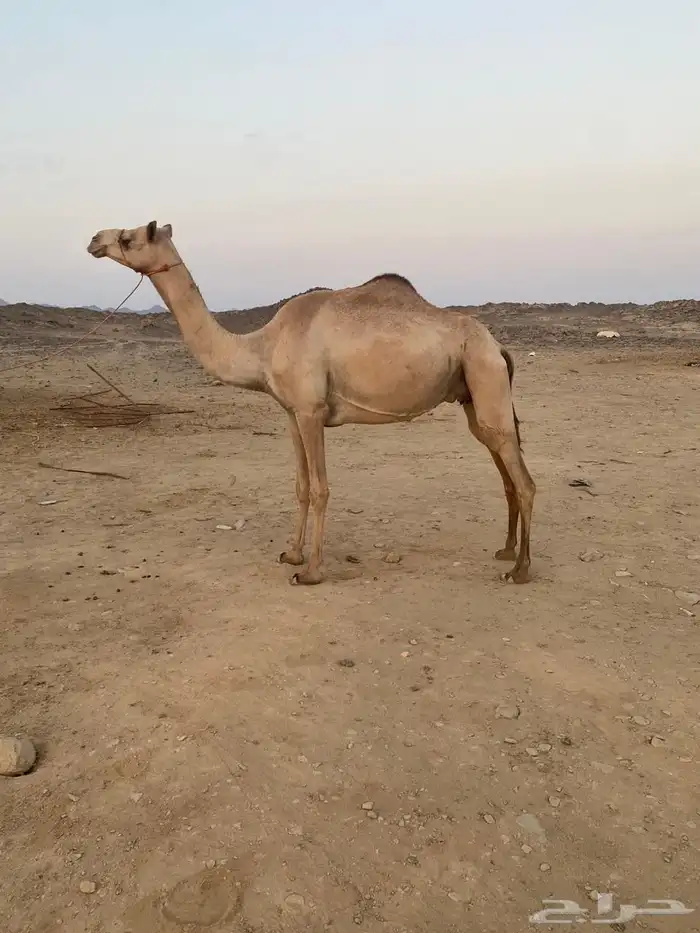 ناقه للبيع سلاله طيب 1