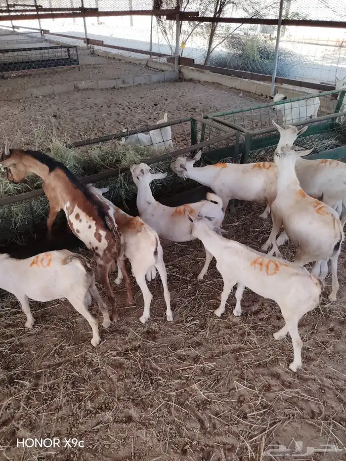 لتجار الجمله والملاحم متوفر غنم وقعدان ممتازه للبيع 0