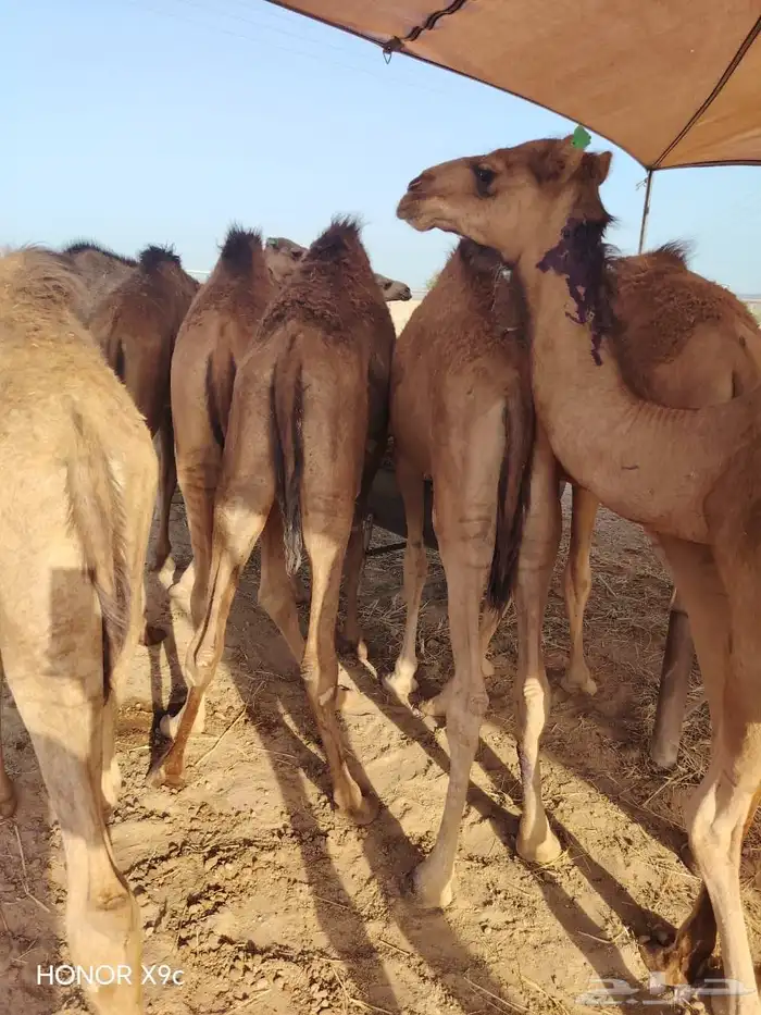 لأصحاب الملاحم والتجار حواشي للبيع نظيفه 0