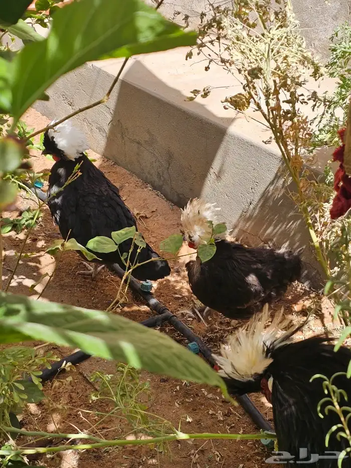 دجاج عربي   دجاج بولش 1
