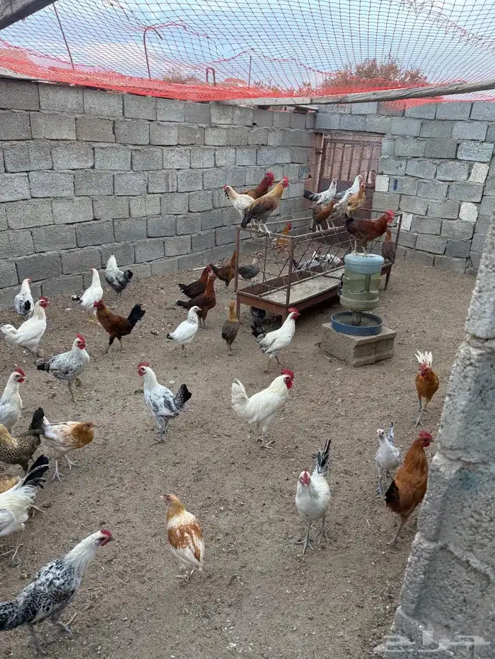 دجاج بلدي للبيع العدد 600تقريبا 0