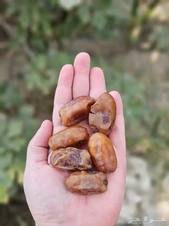 تمر اخلاص كهرماني 0