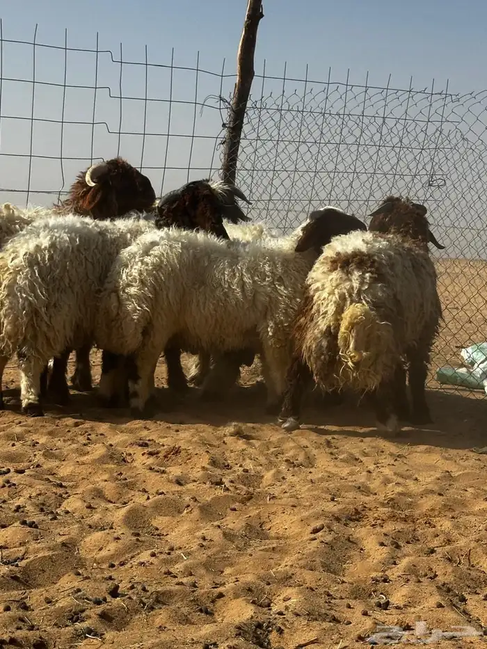 خرفان نعيم عدد 10 أعمار من 5 إلى 7 اشهر 0