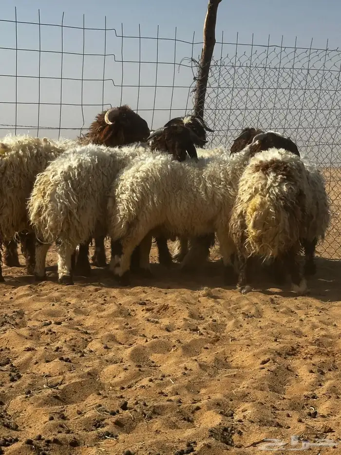 خرفان نعيم عدد 10 أعمار من 5 إلى 7 اشهر 1