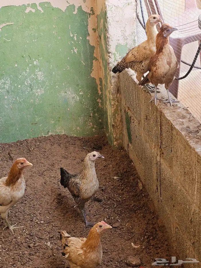 دجاج عربي   دجاج بولش 4