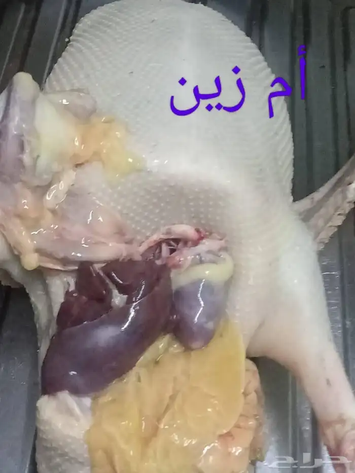 دجاج 1