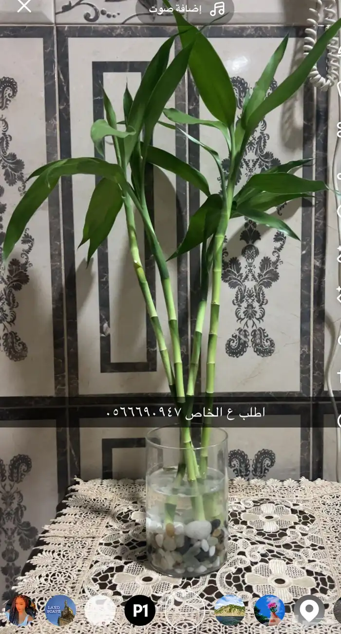 اشجار داخليه تعطي المكان جماليه 1