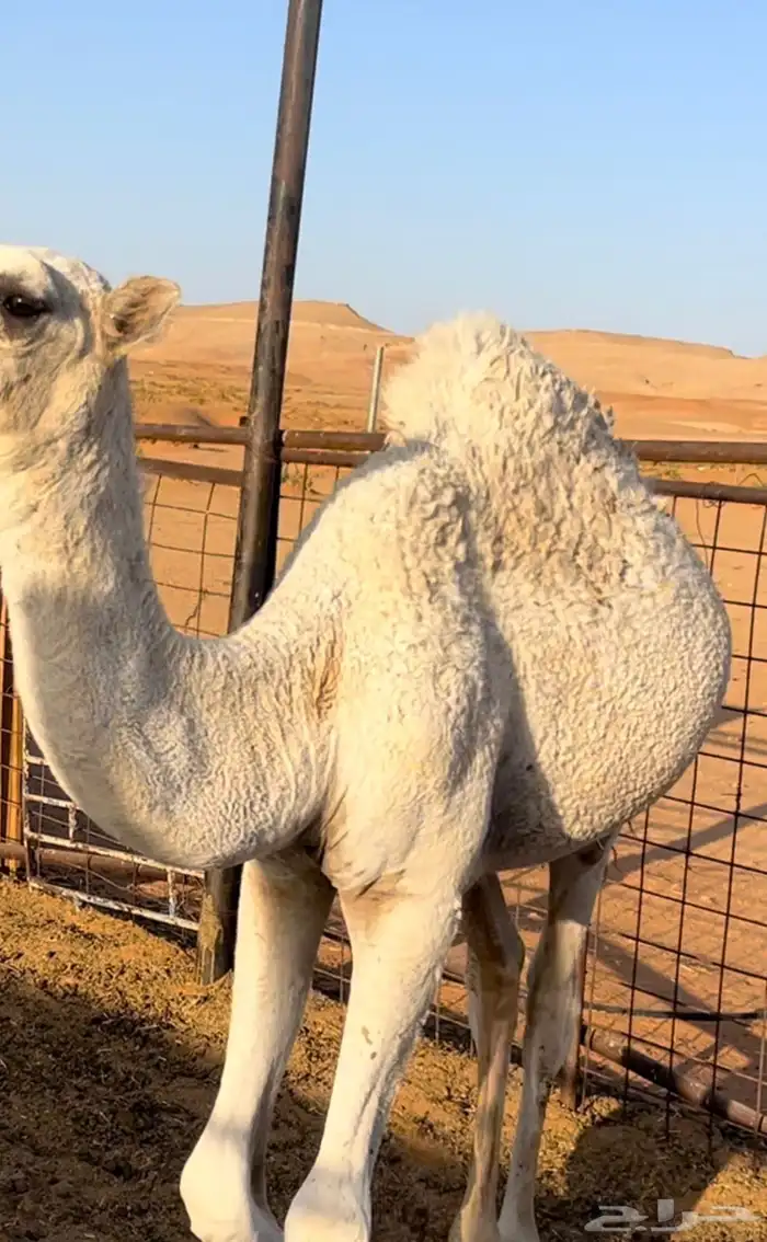 قعود اوضح طيب شحم 0