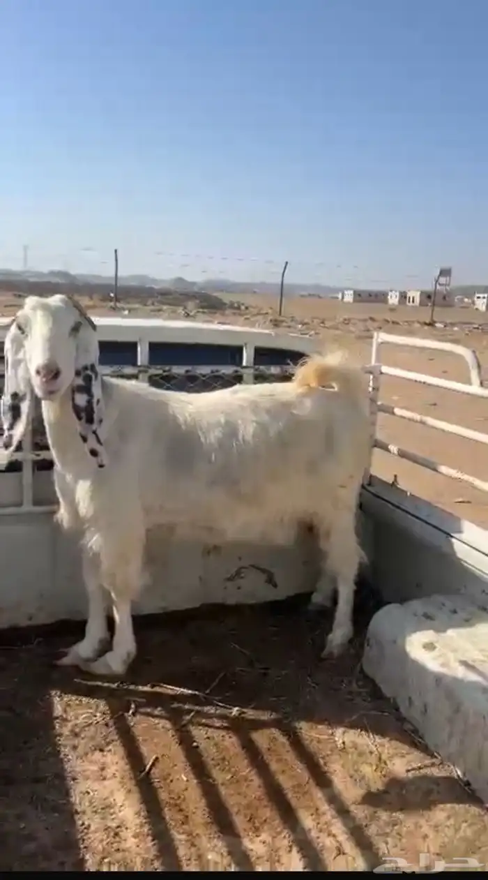 معزا حيل مساوي فل 0