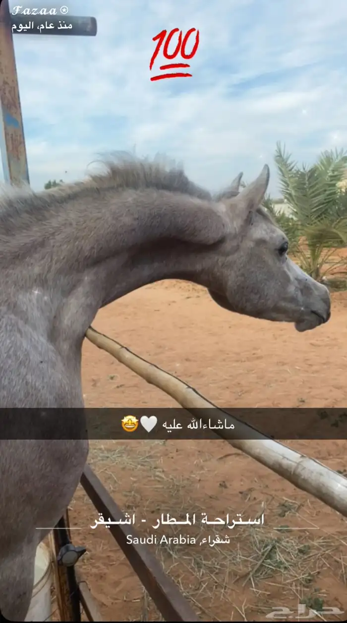 حصان واهو و البيع شعبي 9