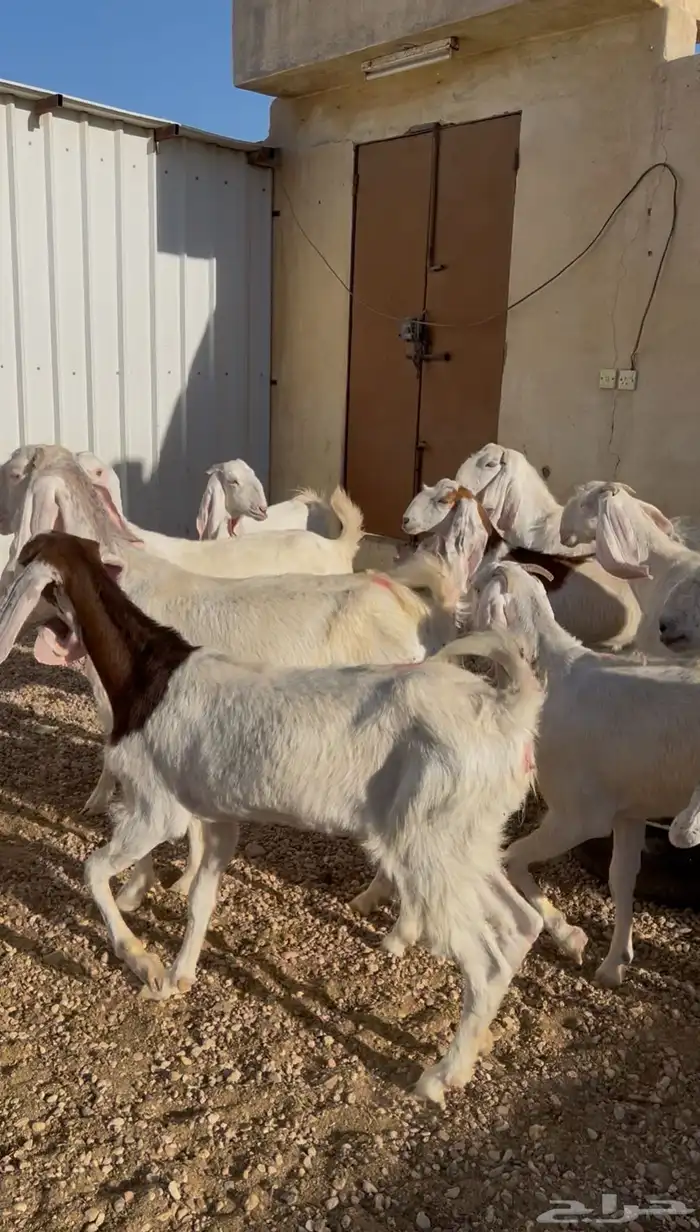 للبيع معزا طيب 4