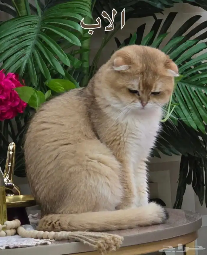 كيتن سكوتش فولد قولد اقساط تابي 3