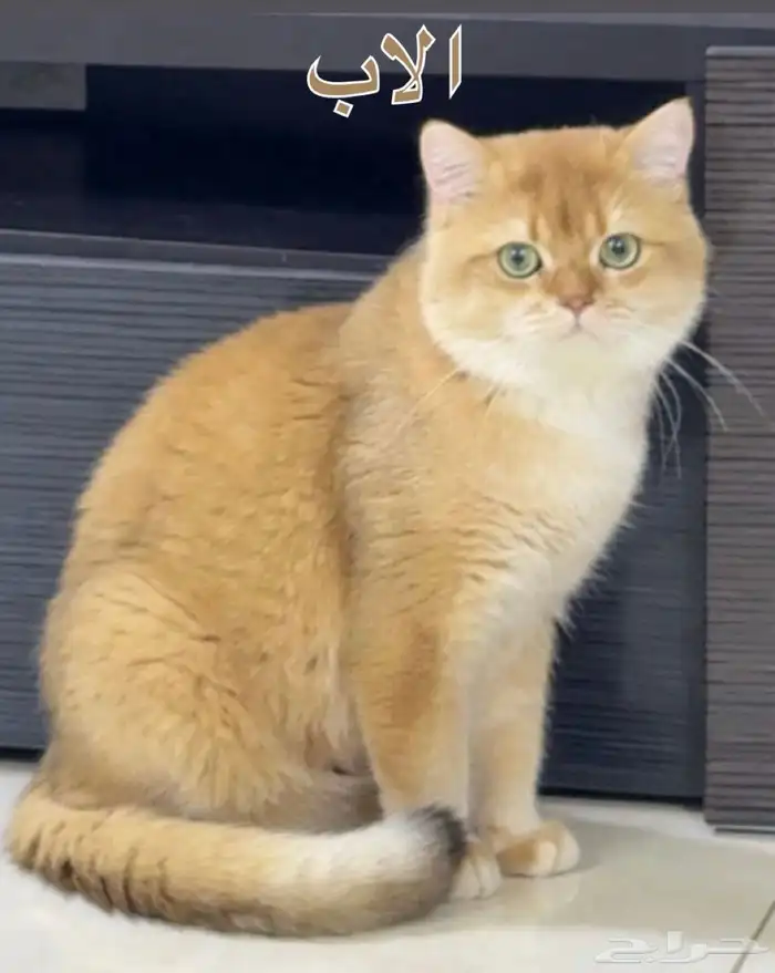 كيتنز مستوى عالي اهالي مستوردين سعر رمزي 5