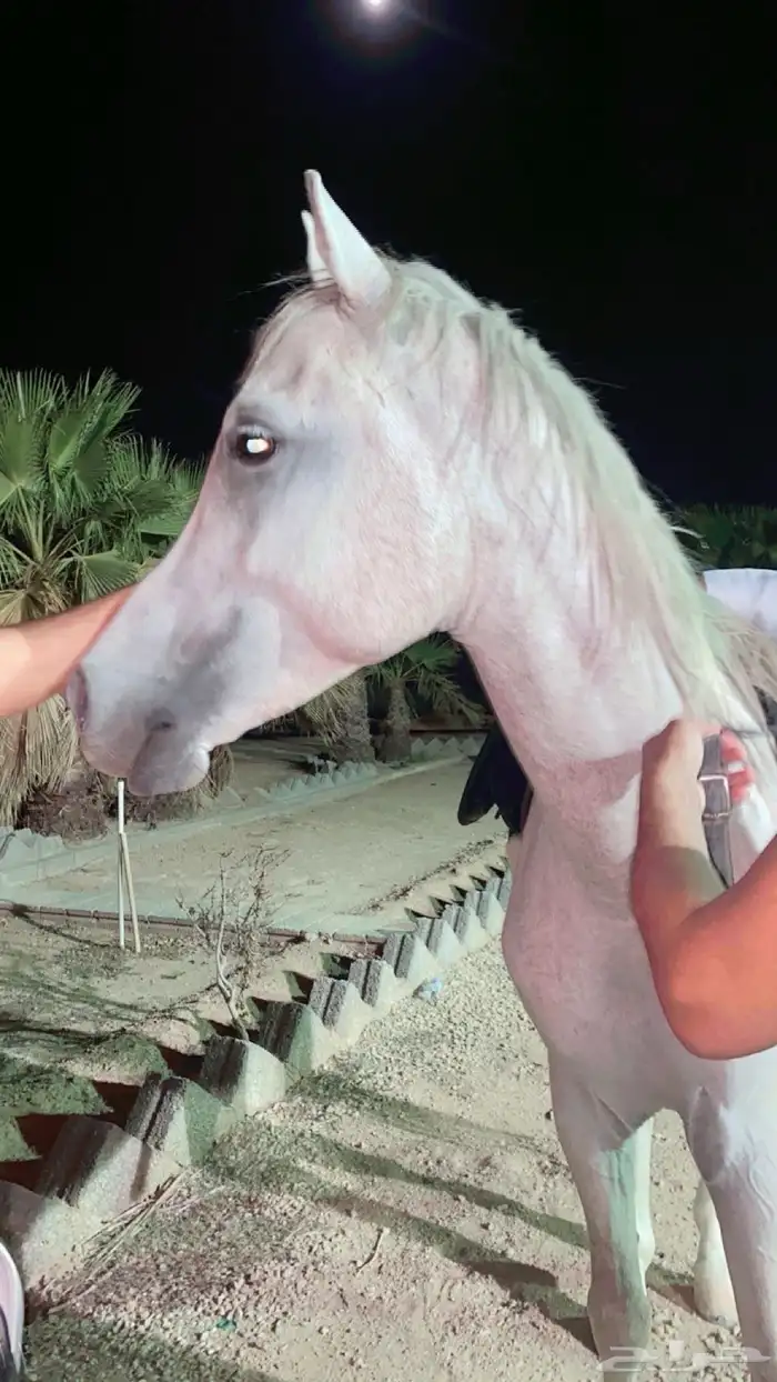 حصان شعبي 0