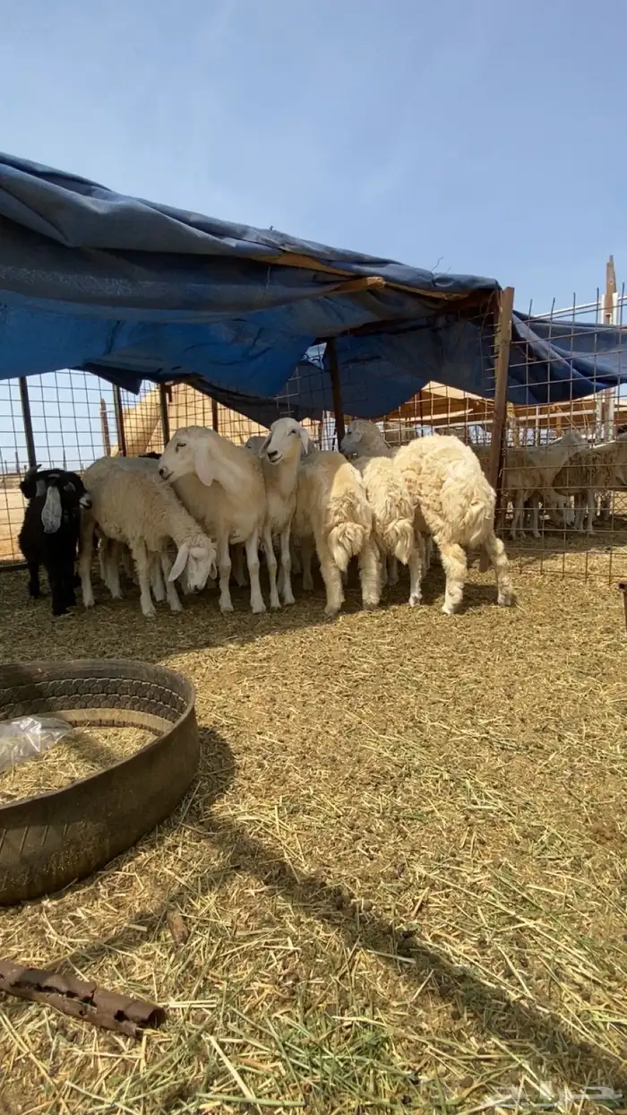 طليان 1