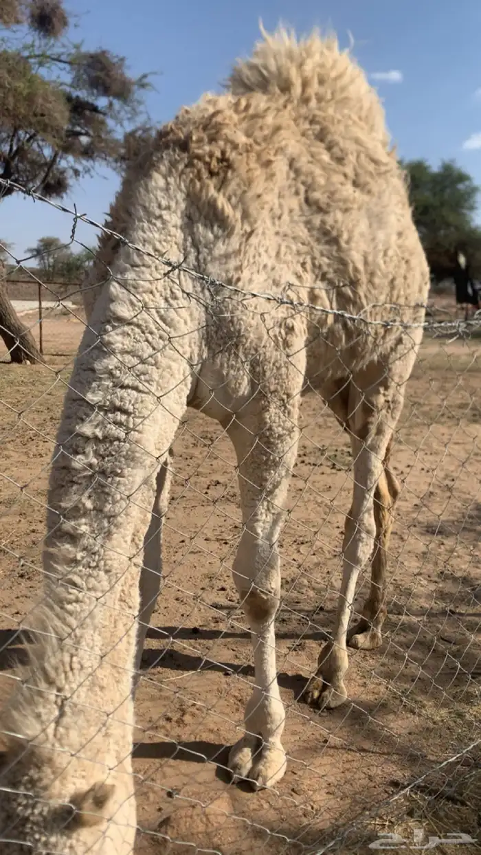 للبيع قعود كفو كفو 4