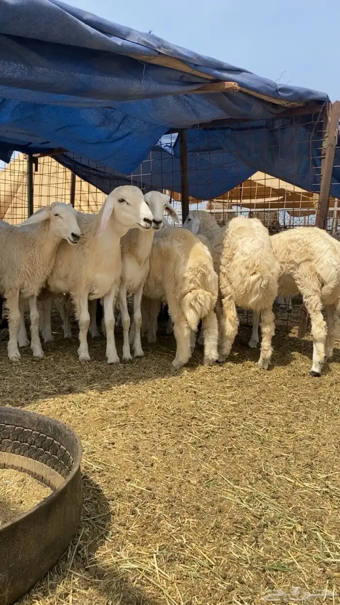 طليان 0