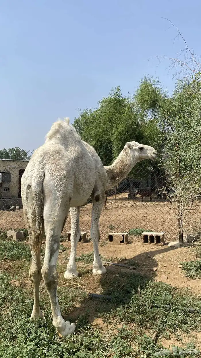 حوار كفو للبيع 1