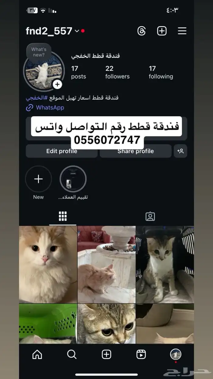 فندقة قطط 0