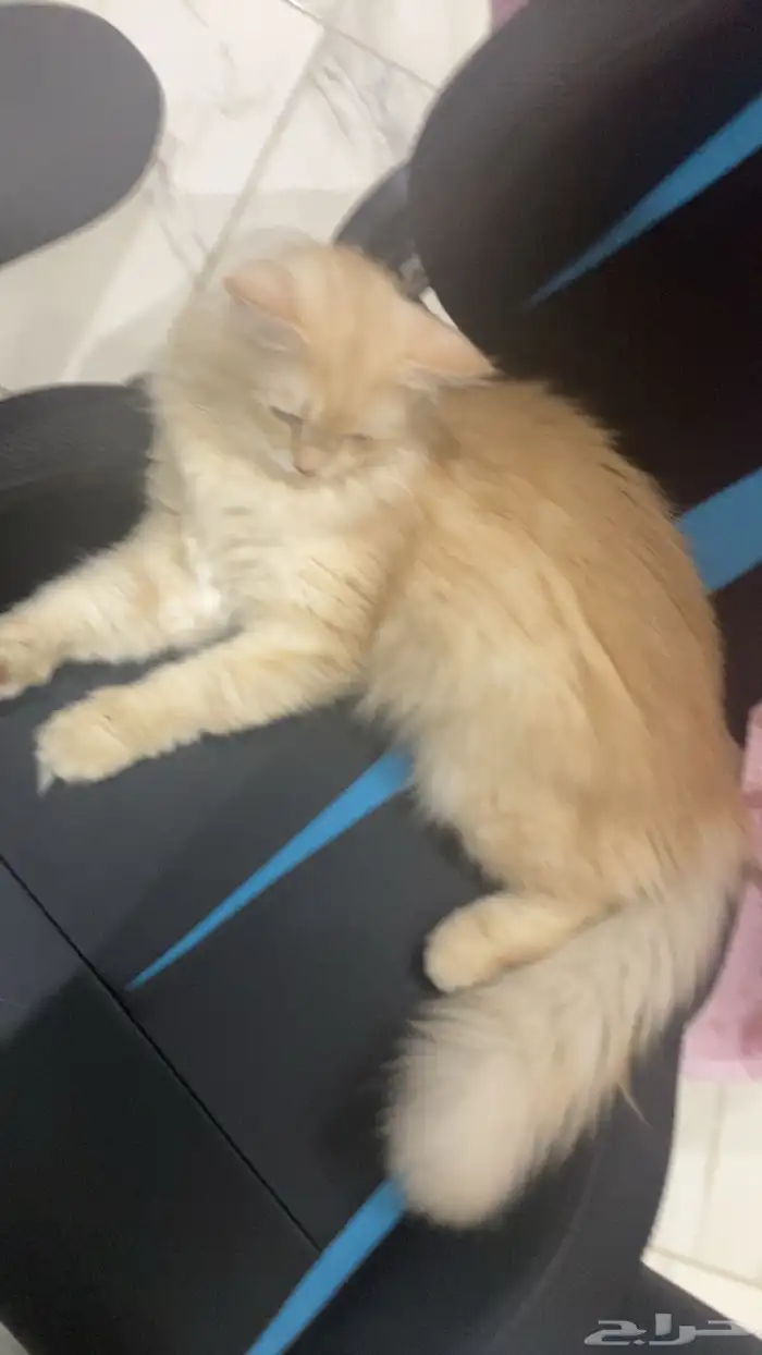 قط شيرازي هملايا ذكر 7