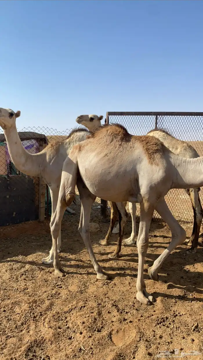 قعدان 3