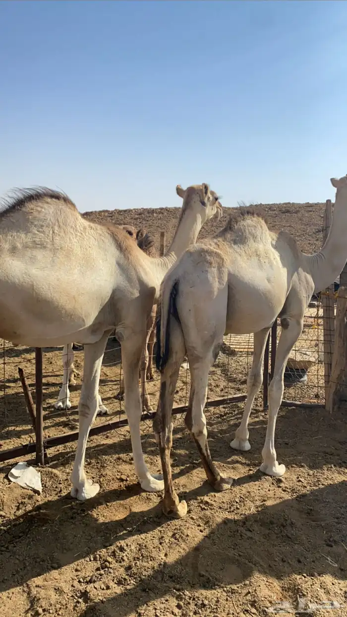 قعدان 2