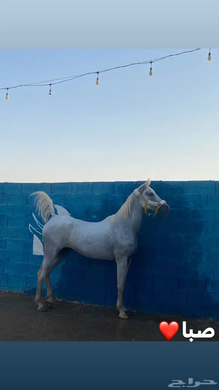 فرس واهو 3