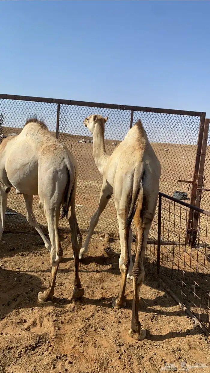 قعدان 1