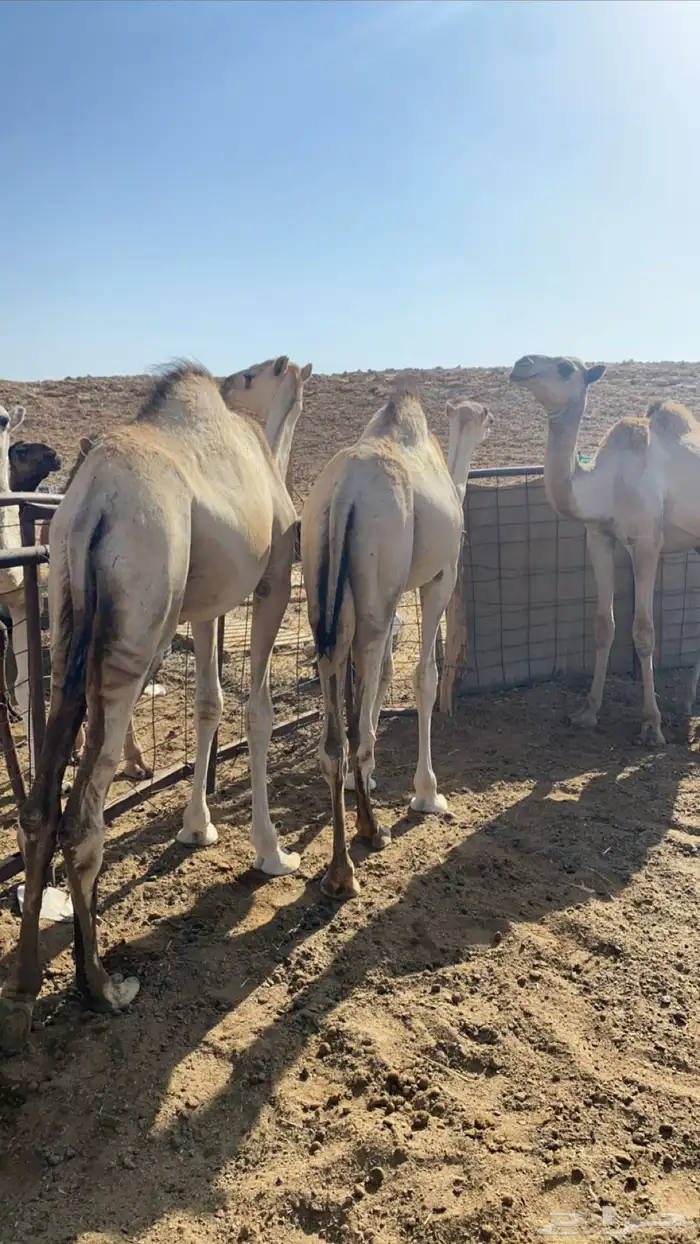 قعدان 0