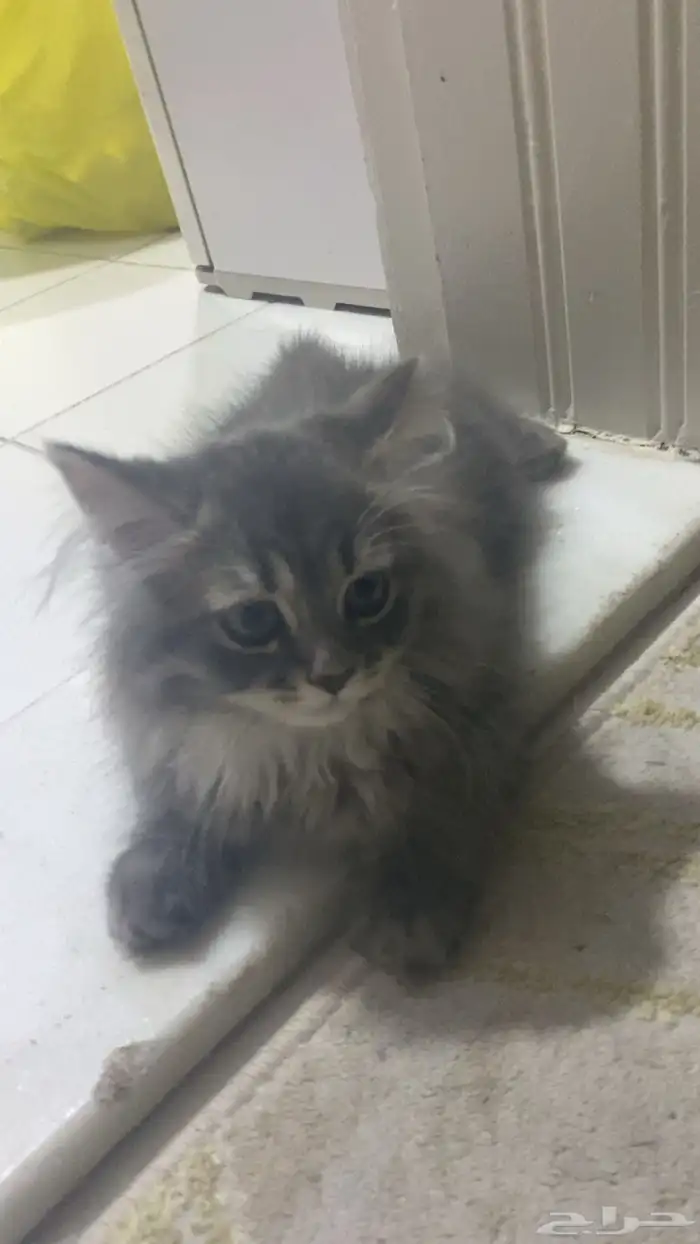 كيتن شيرازي للبيع 0