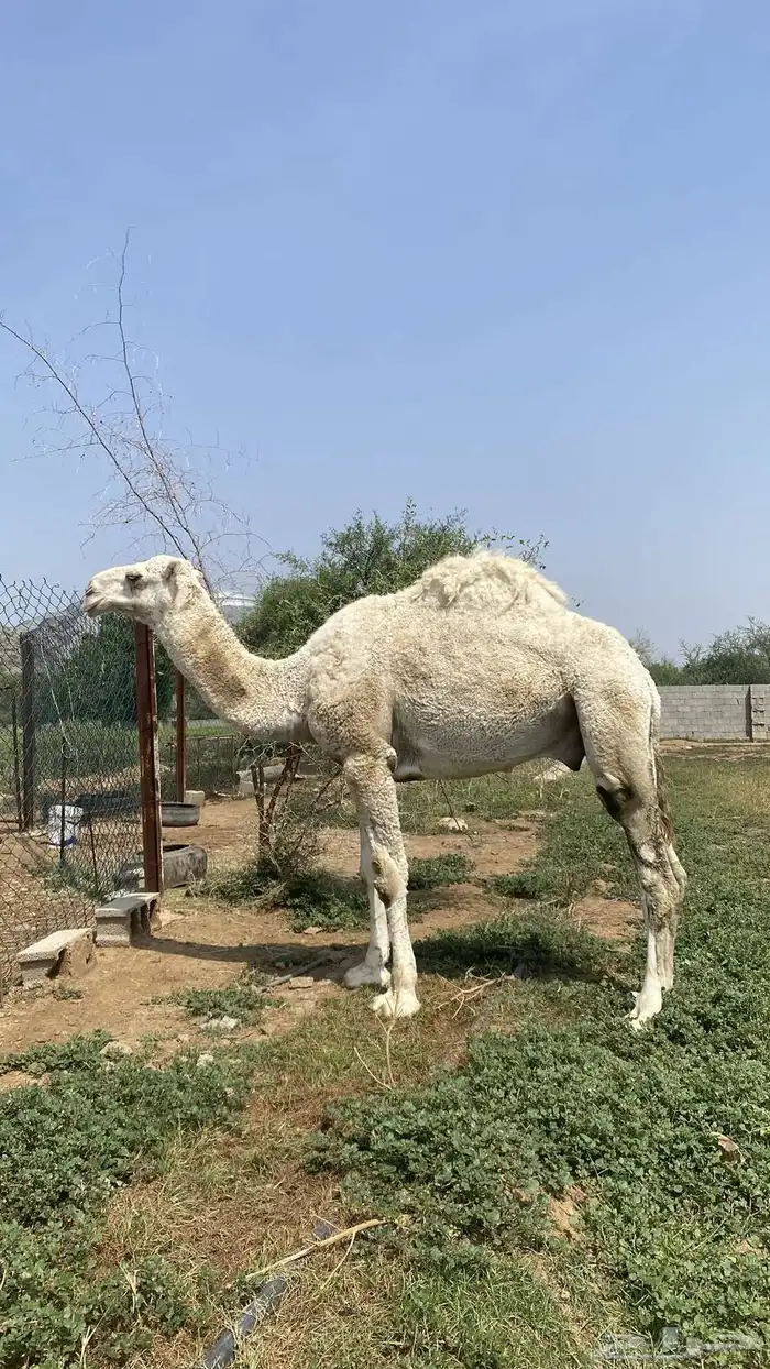 حوار كفو للبيع 0