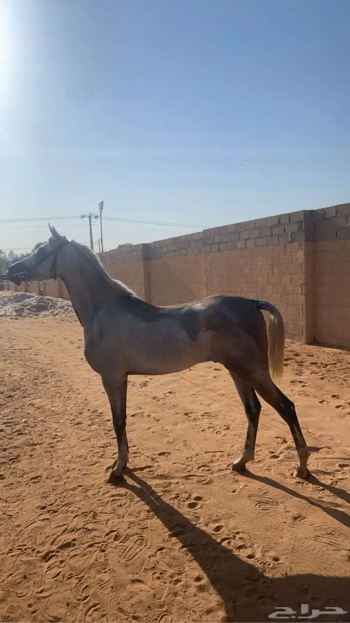 حصان واهو و البيع شعبي 8