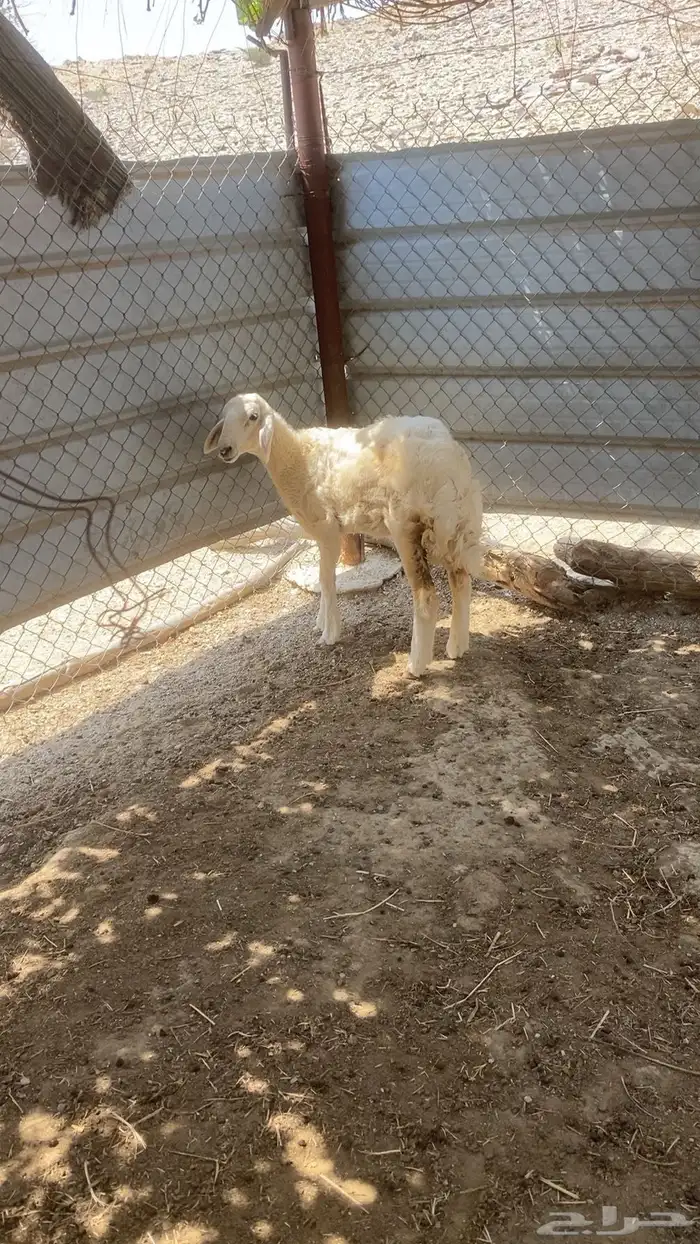 رخل 1