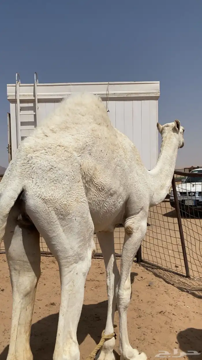 قعدان للبيع 2