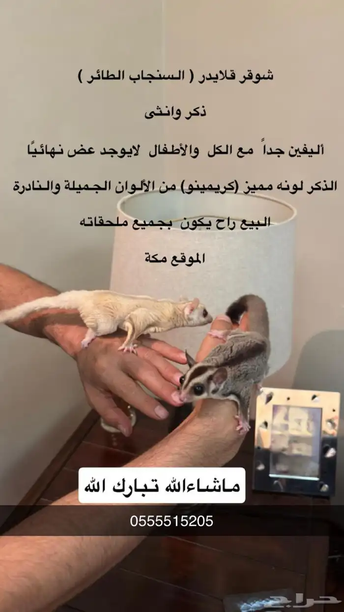 سنجاب شوقر قلايدر 0