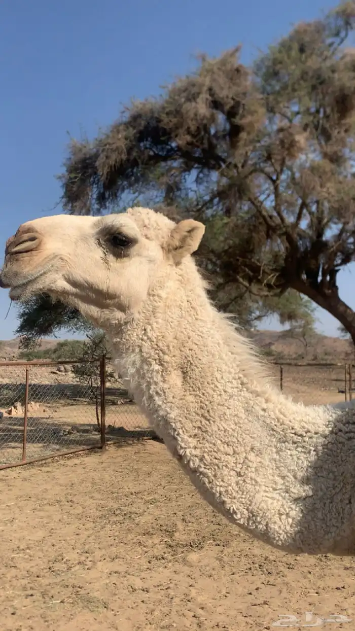 للبيع قعود كفو كفو 0