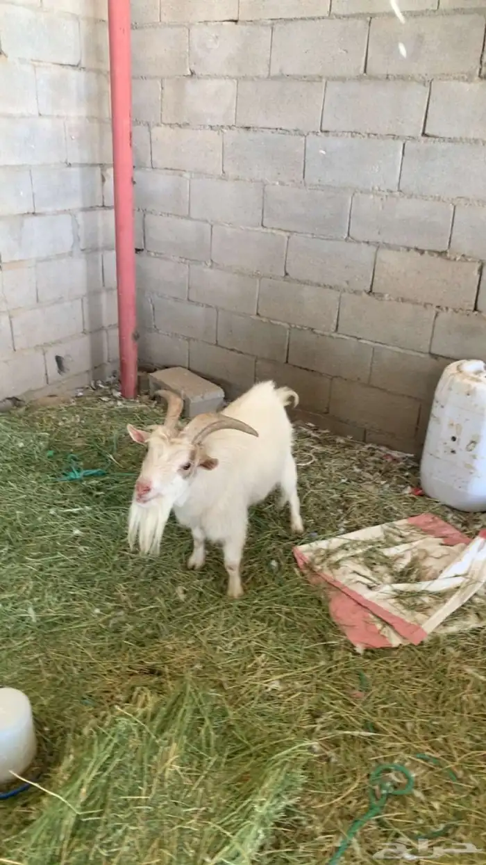 تيوس قزم للبيع 4