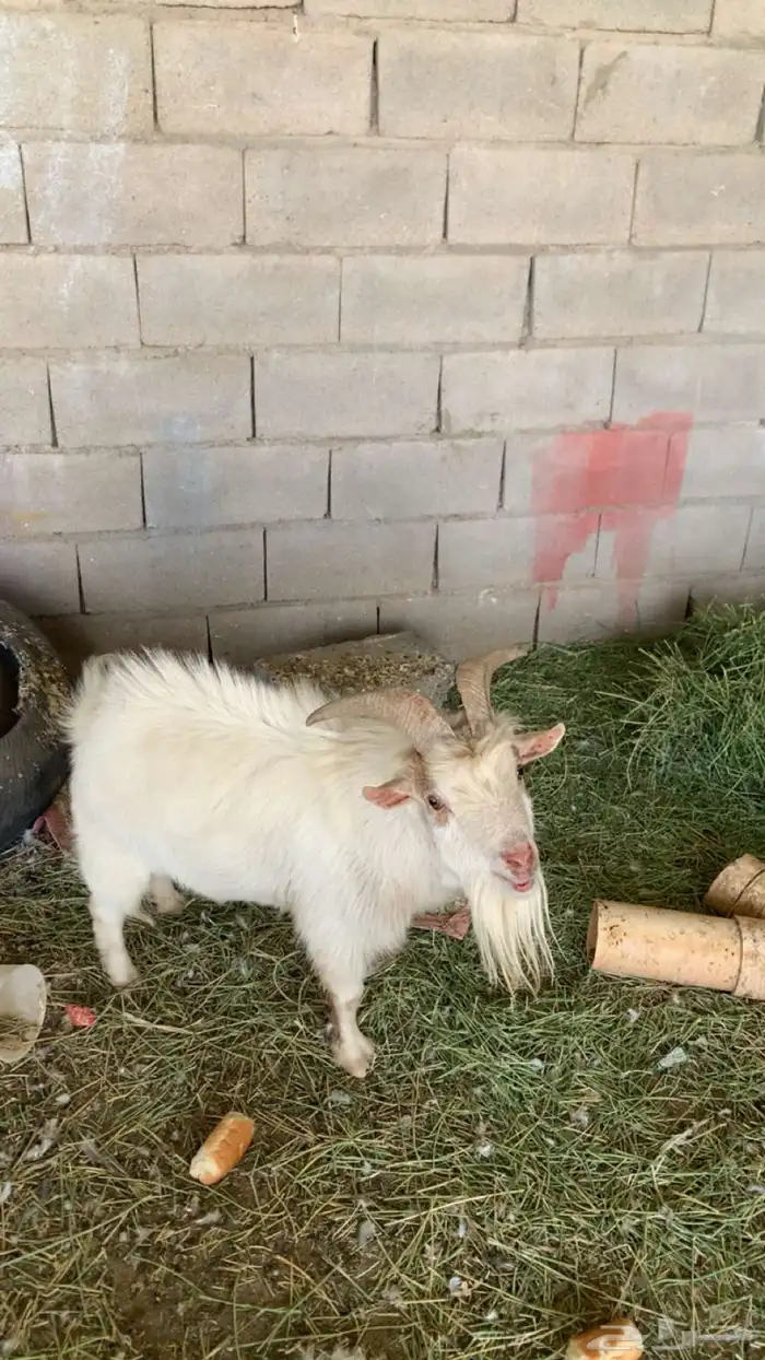 تيوس قزم للبيع 3