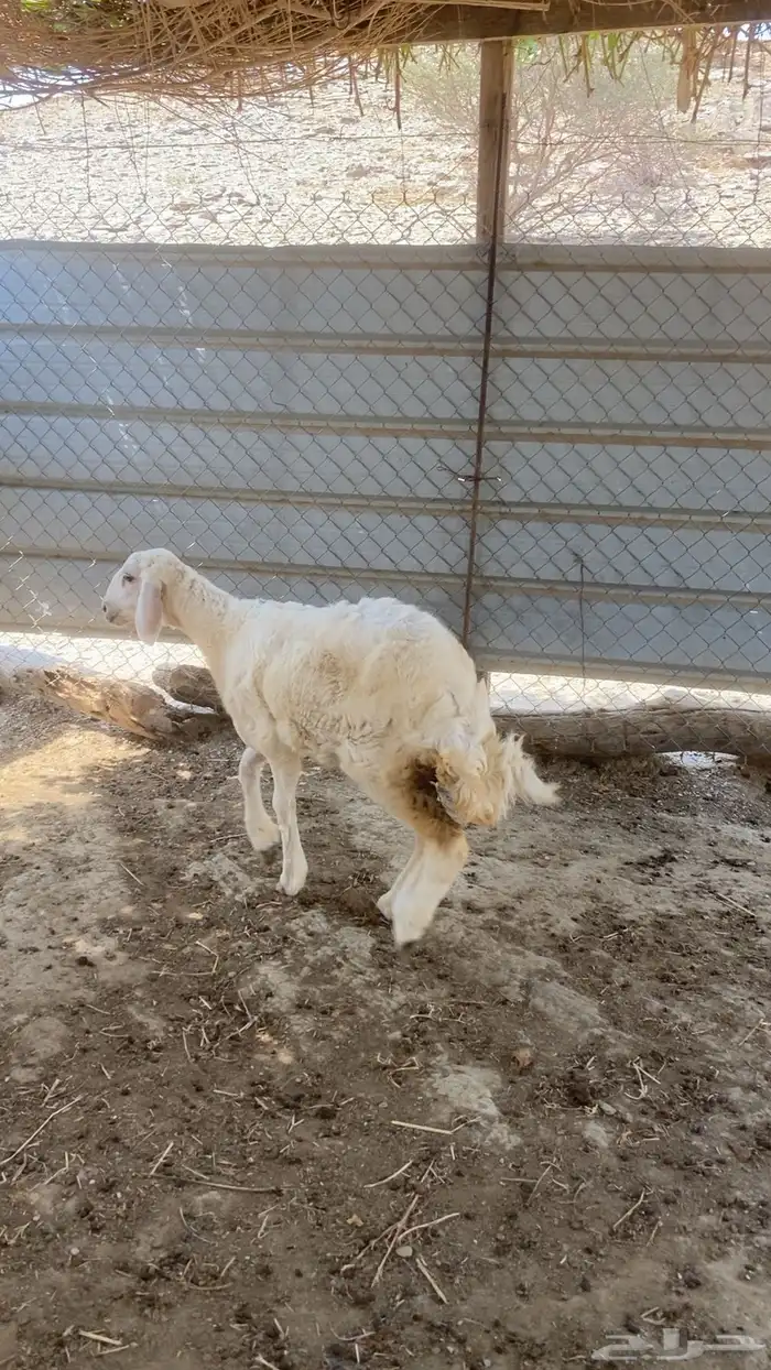 رخل 0