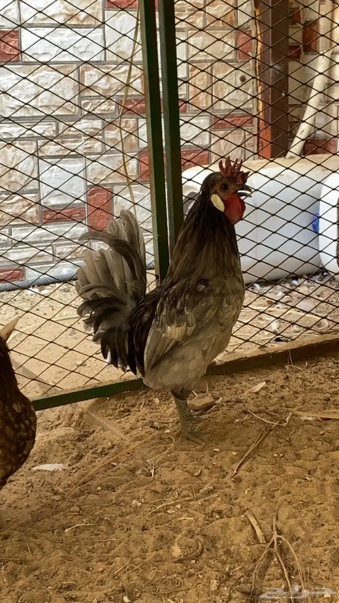 دجاج حباحب 0