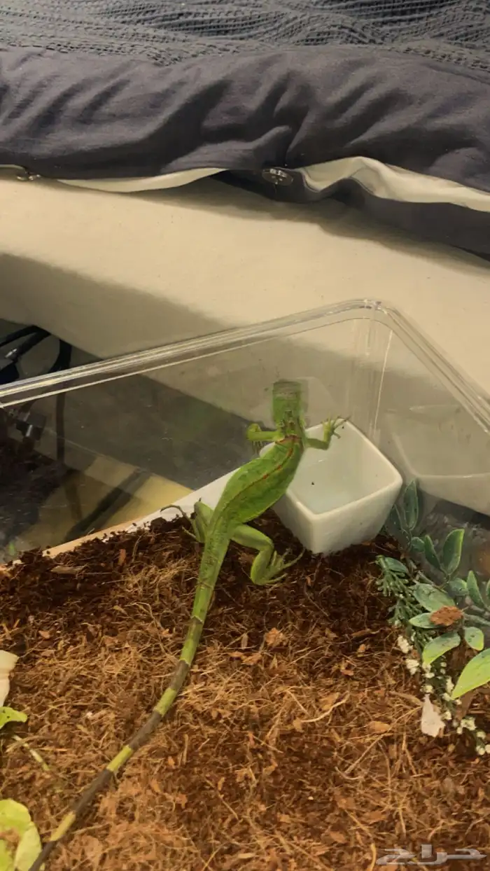 اغوانا اليفة للبيع 1