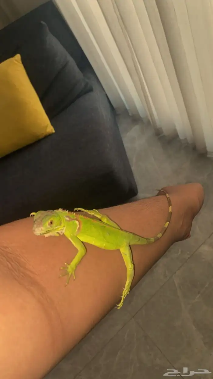 اغوانا اليفة للبيع 0
