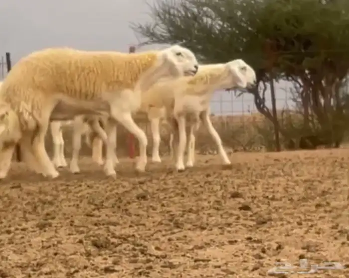 رخال صنف ضغط عالي 2