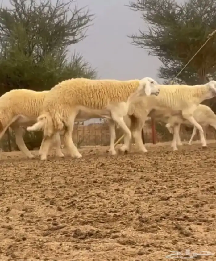 رخال صنف ضغط عالي 0