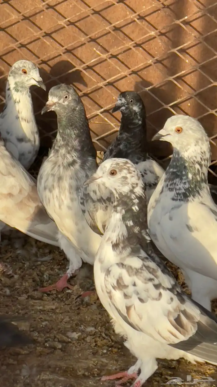 حمام باكستاني طبات 1