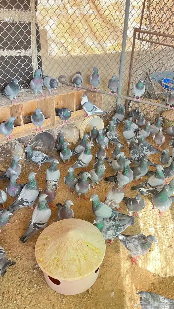 حمام زاجل 0